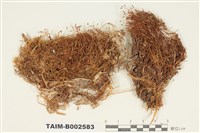 藏品(石毛苔屬)的圖片